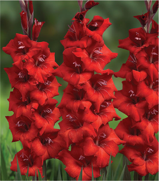 formosabulbs_lily Nashville