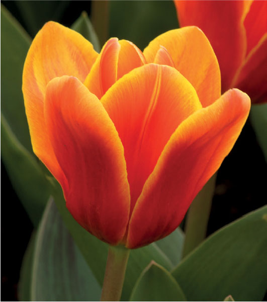 formosabulbs_lily Nashville