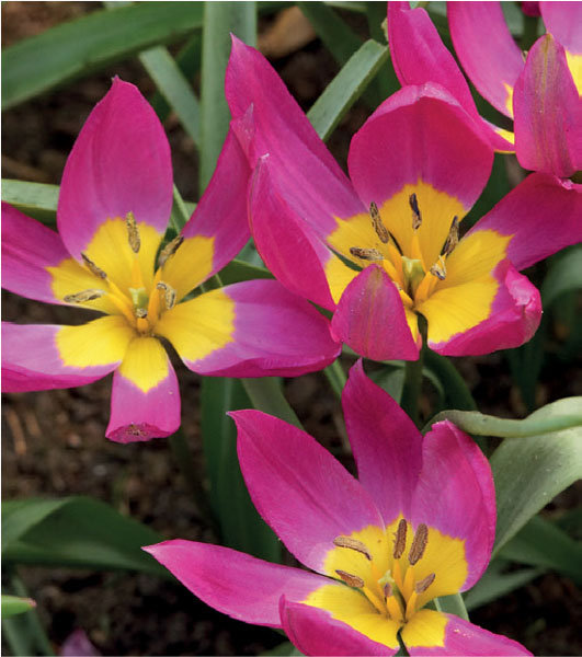 formosabulbs_lily Nashville