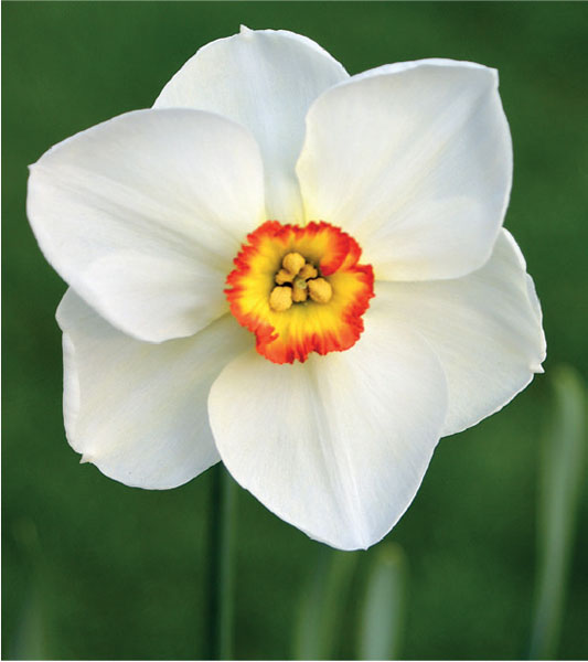 formosabulbs_lily Nashville