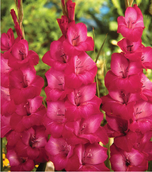 formosabulbs_lily Nashville