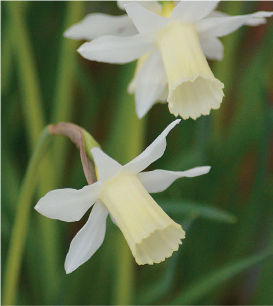 formosabulbs_lily Nashville