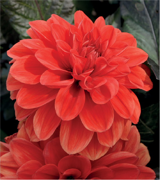 formosabulbs_lily Nashville