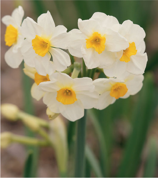 formosabulbs_lily Nashville