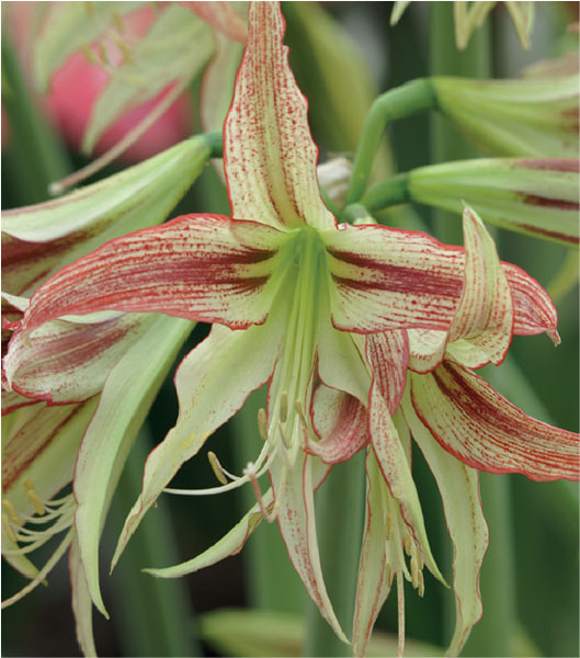 formosabulbs_lily Nashville