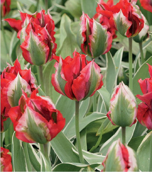 formosabulbs_lily Nashville