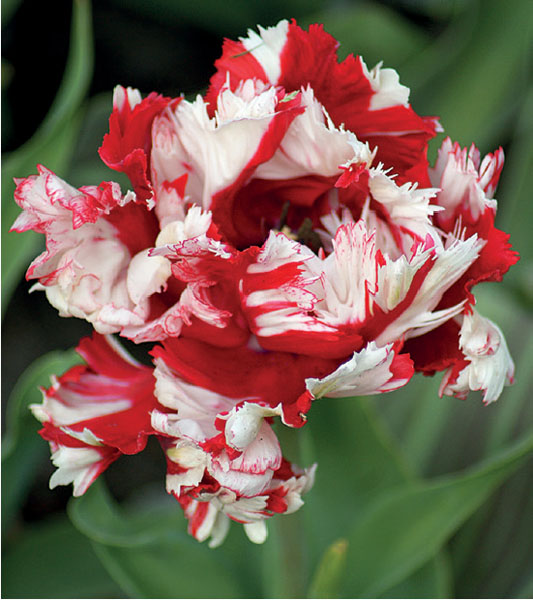 formosabulbs_lily Nashville