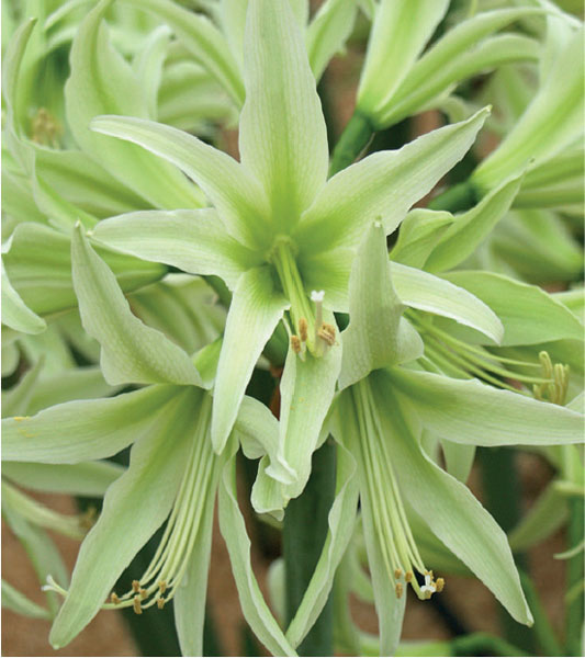 formosabulbs_lily Nashville