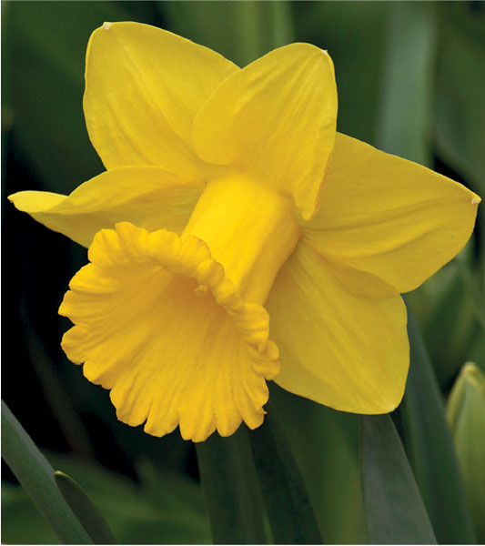 formosabulbs_lily Nashville