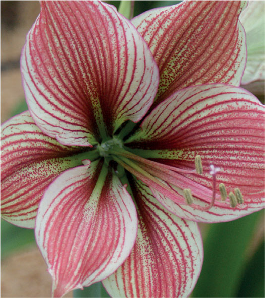 formosabulbs_lily Nashville