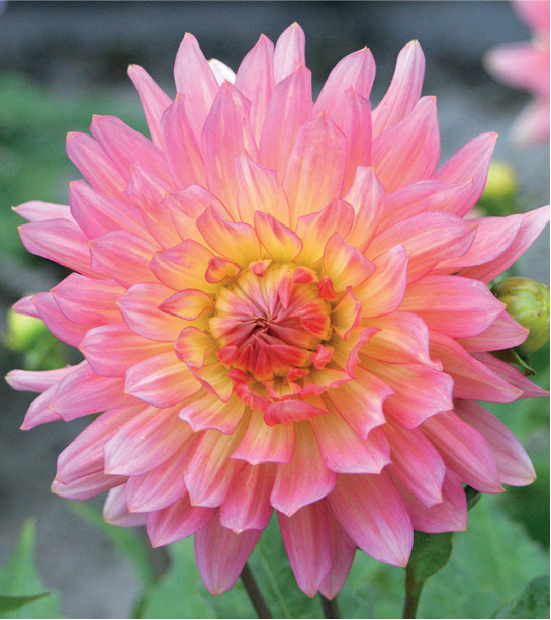 formosabulbs_lily Nashville
