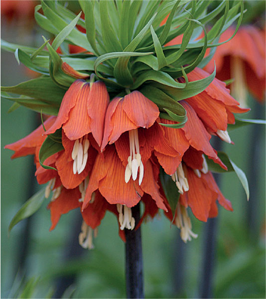 formosabulbs_lily Nashville