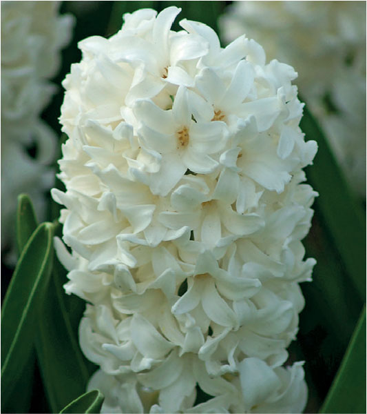 formosabulbs_lily Nashville