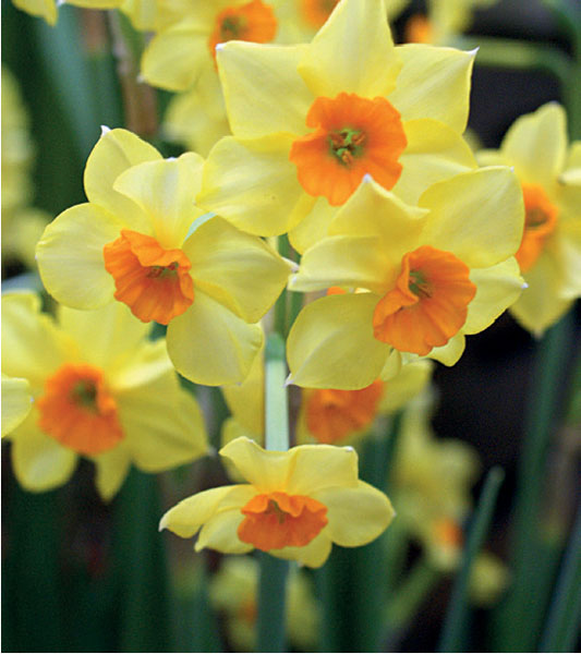 formosabulbs_lily Nashville