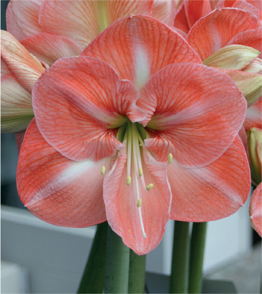 formosabulbs_lily Nashville