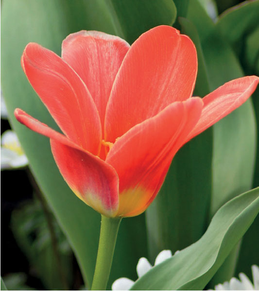 formosabulbs_lily Nashville