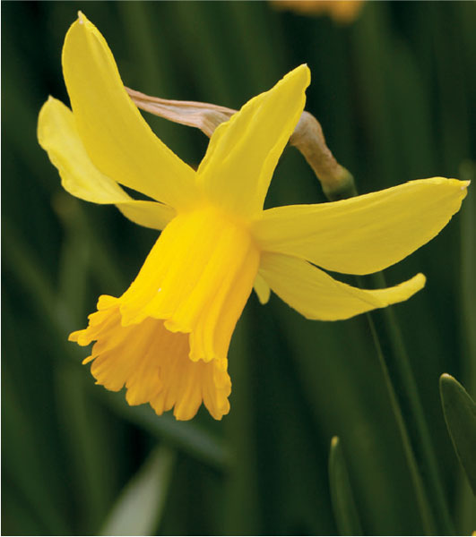 formosabulbs_lily Nashville