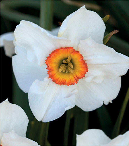 formosabulbs_lily Nashville