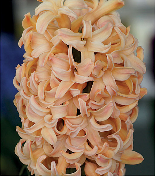formosabulbs_lily Nashville