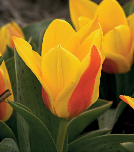 formosabulbs_lily Nashville