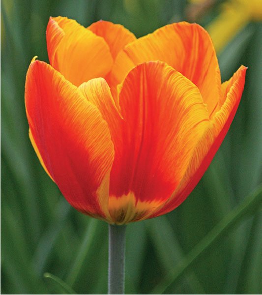 formosabulbs_lily Nashville