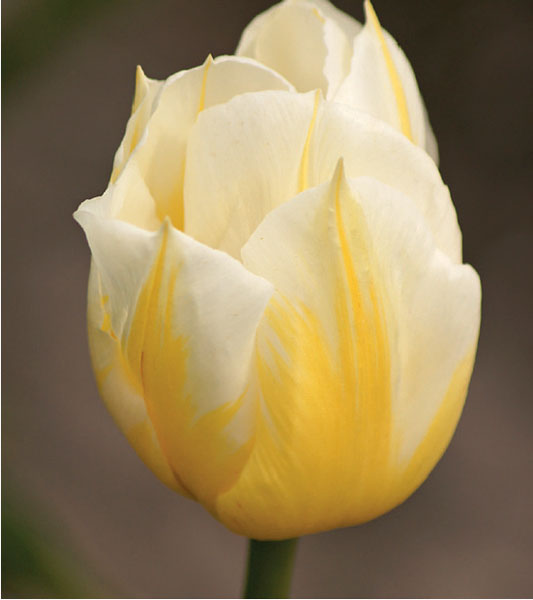 formosabulbs_lily Nashville