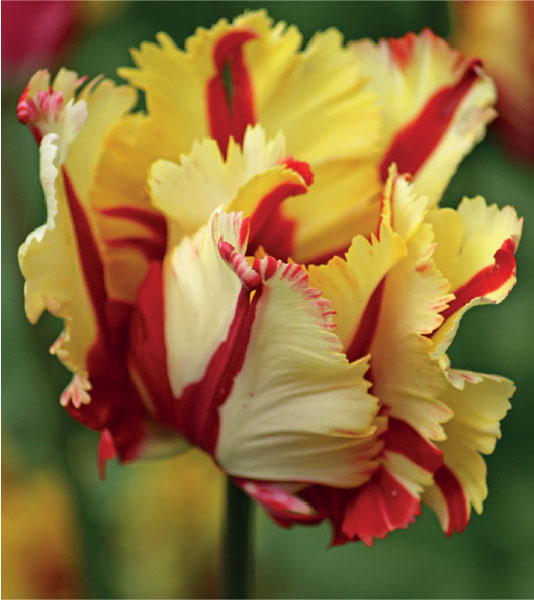 formosabulbs_lily Nashville