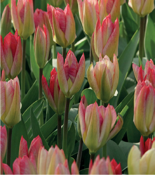 formosabulbs_lily Nashville