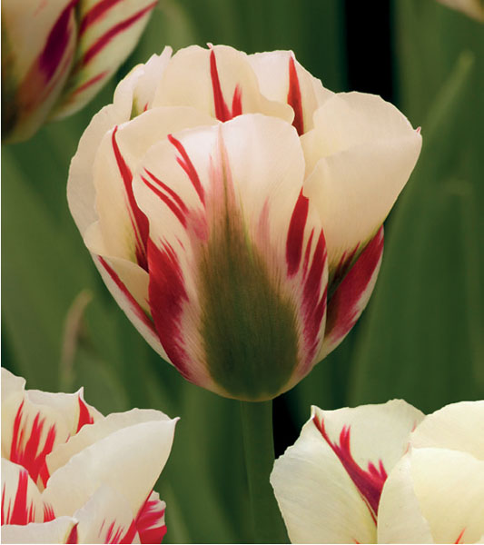 formosabulbs_lily Nashville