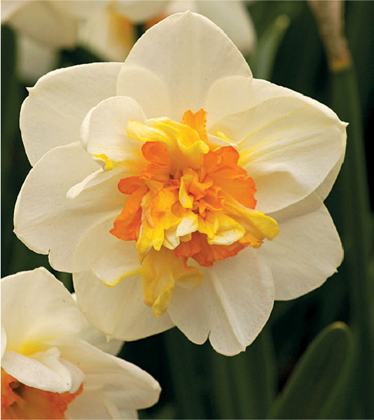 formosabulbs_lily Nashville