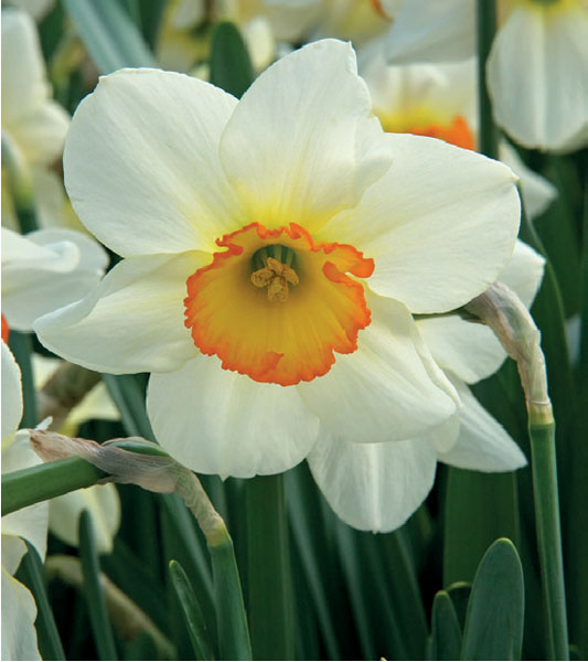 formosabulbs_lily Nashville
