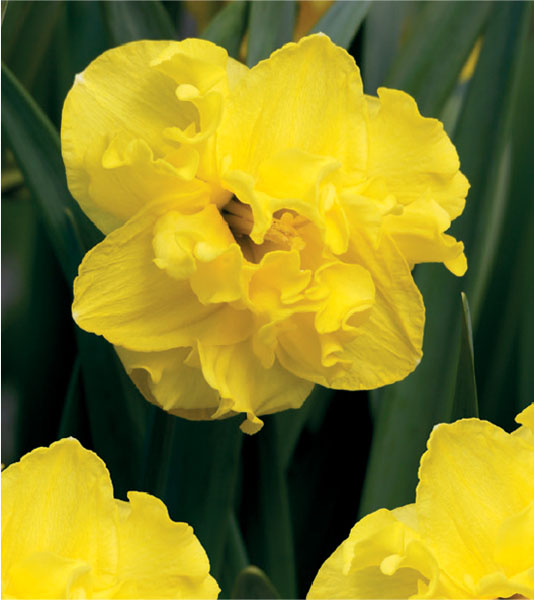 formosabulbs_lily Nashville
