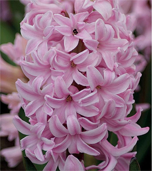 formosabulbs_lily Nashville