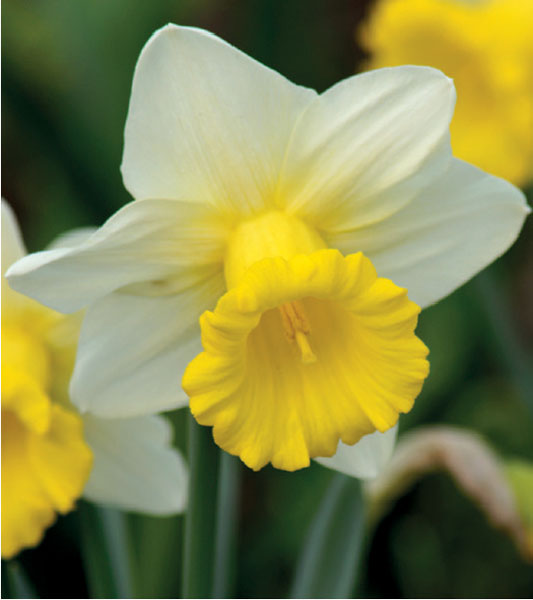 formosabulbs_lily Nashville