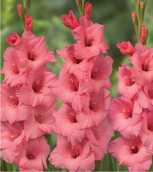 formosabulbs_lily Nashville