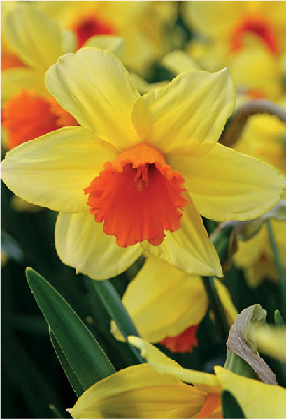 formosabulbs_lily Nashville