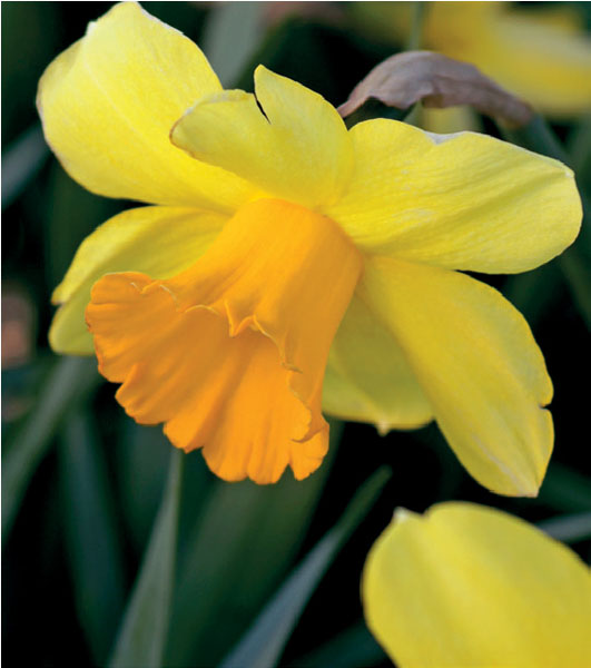 formosabulbs_lily Nashville