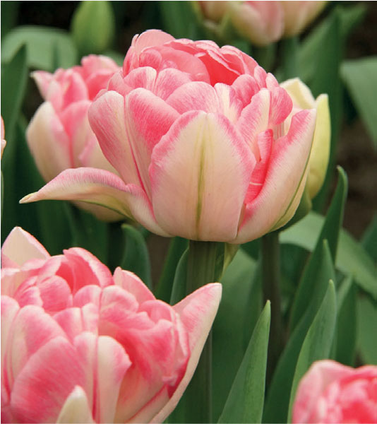 formosabulbs_lily Nashville