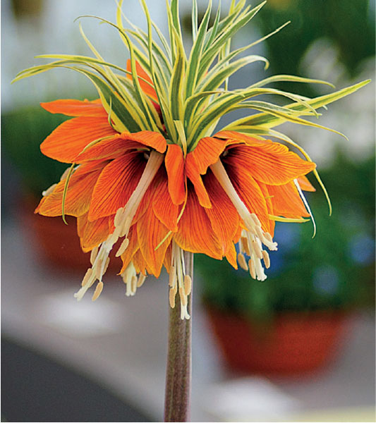 formosabulbs_lily Nashville