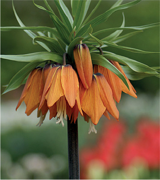 formosabulbs_lily Nashville