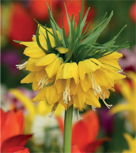 formosabulbs_lily Nashville