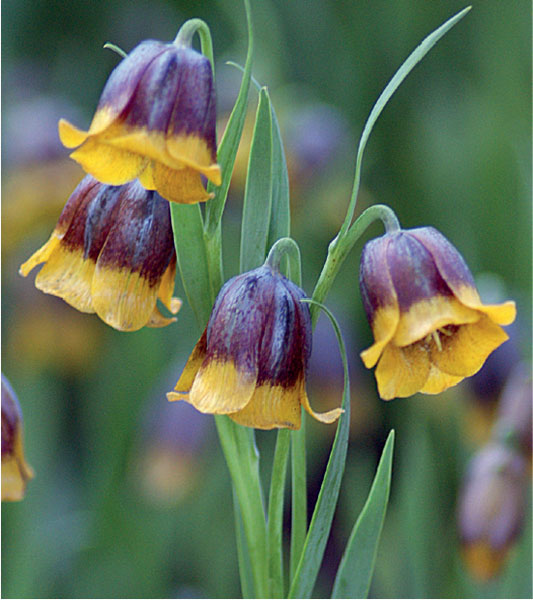 formosabulbs_lily Nashville