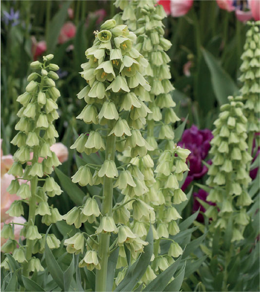 formosabulbs_lily Nashville