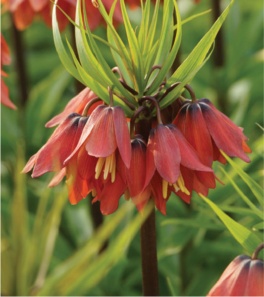 formosabulbs_lily Nashville
