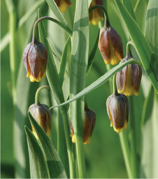 formosabulbs_lily Nashville