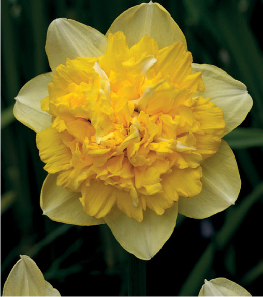 formosabulbs_lily Nashville