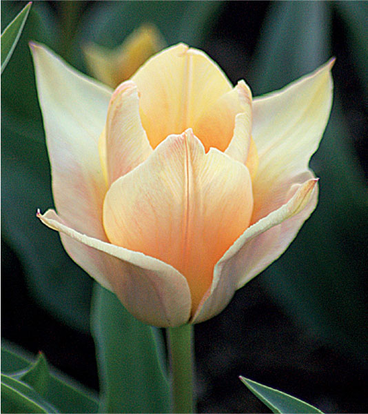 formosabulbs_lily Nashville