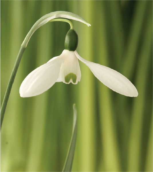formosabulbs_lily Nashville
