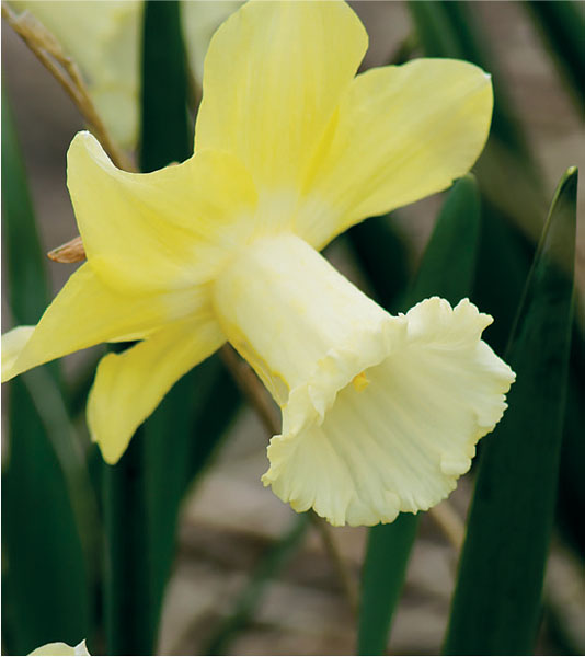 formosabulbs_lily Nashville