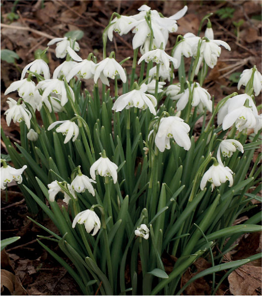 formosabulbs_lily Nashville